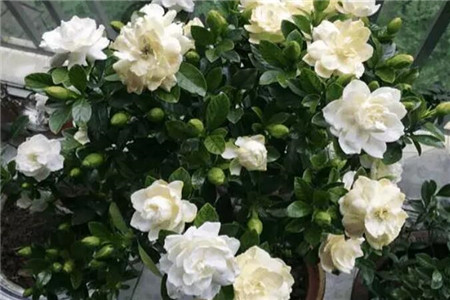 大蒜根生白蛆用什么药