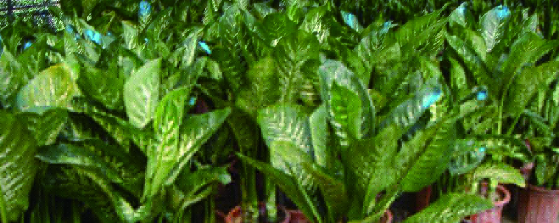 斑马万年青怎么养(斑马万年青怎么养护和管理)