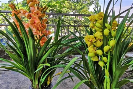 过年家里摆花寓意