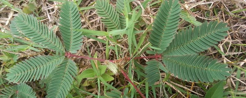 含羞草要打顶吗怎么修剪(含羞草能修剪吗?长大了好难看)