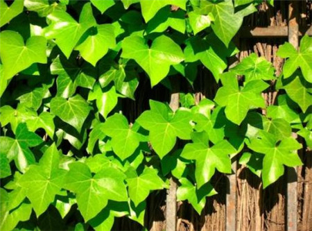 常春藤叶子发白怎么回事