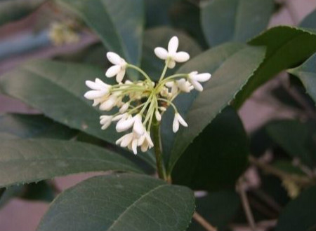 四季桂盆景造型视频