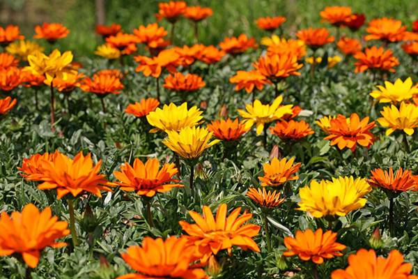 勋章花图片(勋章花好养吗)