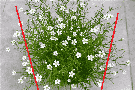 满天星干花插法