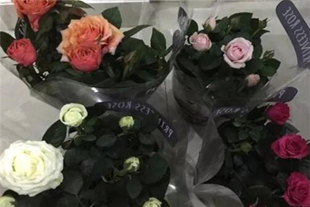 过年家里摆花寓意