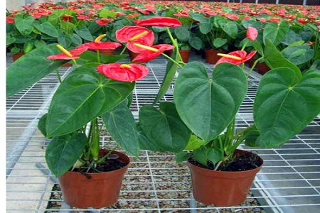 红掌能摆在办公室吗好吗