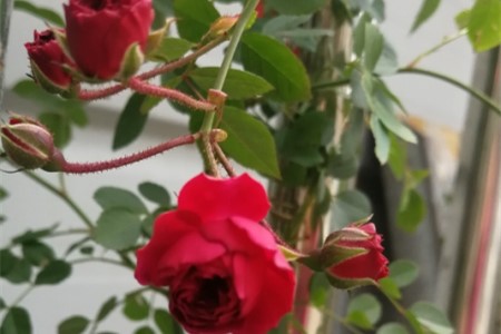 红木香蔷薇缺点