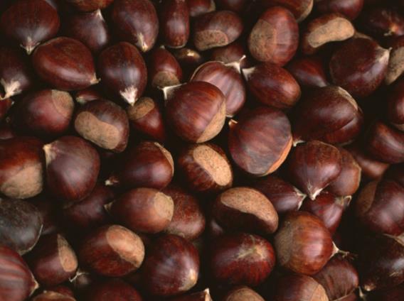 长芽的板栗可以吃吗怎么看板栗新不新鲜(出芽的板栗还能吃吗)