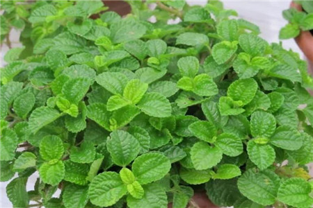 吸二手烟的花都有什么