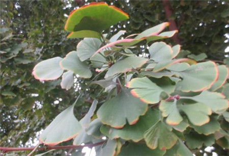 银杏主要病虫害