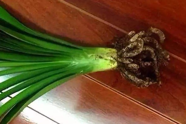 秋天给花的“根”剪两刀不光没事长得还更好了(秋天花怎么养护)