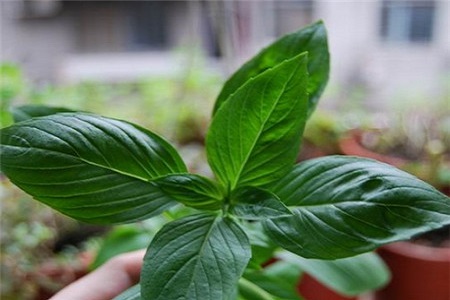 罗勒的种植方法和注意事项