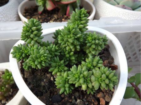 多肉白花小松图片老桩