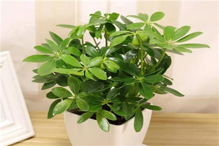 吸二手烟的花都有什么