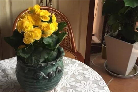 过年家里摆花寓意