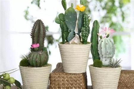 吸二手烟的花都有什么