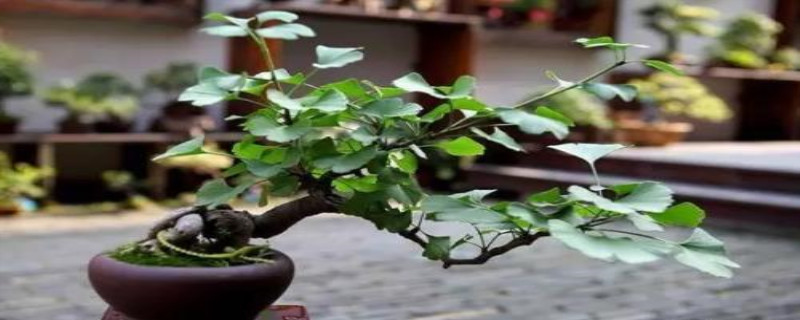 银杏种子的种植方法和时间(银杏种子的种植方法和时间图片)