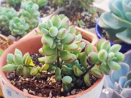 多肉种植大全