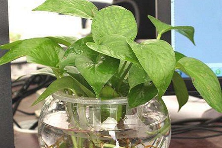 剪的绿萝放水里怎么养