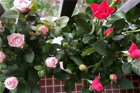 过年家里摆花寓意