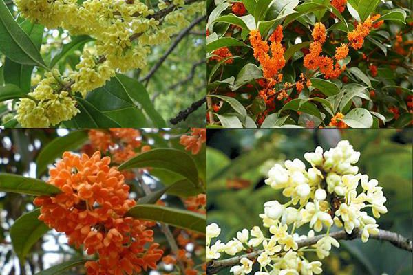 四季桂盆景的制作与养护技巧(四季桂盆景造型视频)