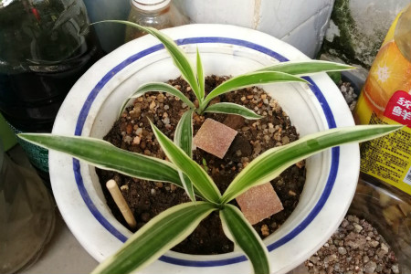 吊兰土培转水培要剪掉萝卜根吗