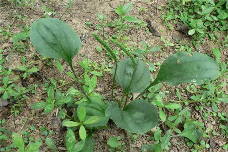 大车前草和车前草是一个药吗