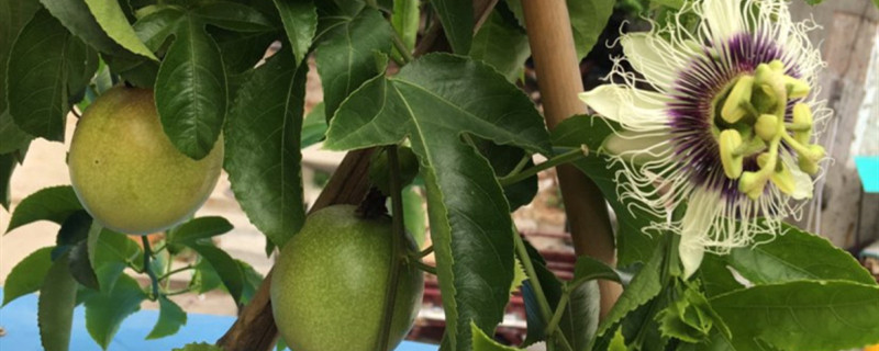 百香果籽的播种方法晒不到太阳能结果吗(百香果要把种子嚼烂么)