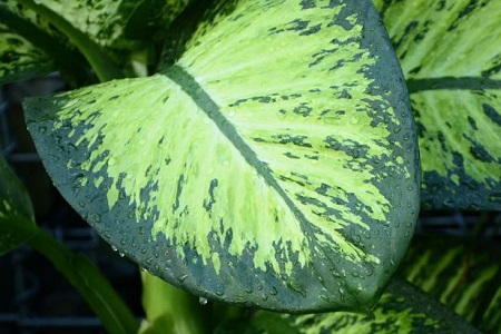 斑马万年青怎么养护和管理