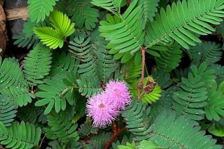 含羞草能修剪吗?长大了好难看