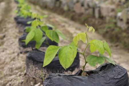 粉葛栽培管理技术