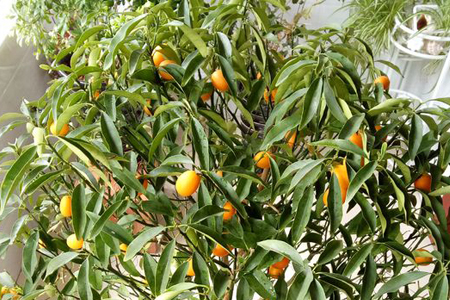 金桔树枯了怎么救活视频