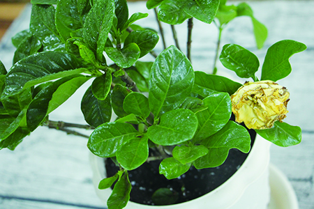 栀子花掉叶子怎么回事啊