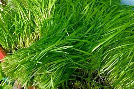 一般韭菜种下去多少天能发芽出