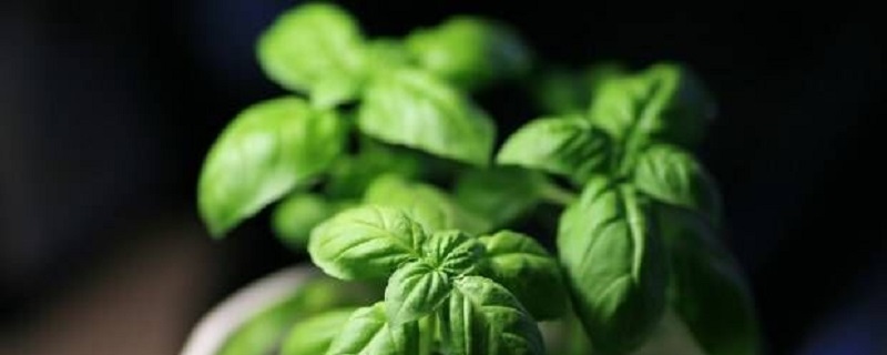 罗勒的养殖方法和注意事项大全(罗勒的种植方法和注意事项)
