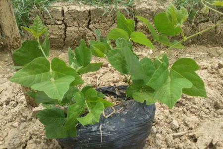 粉葛栽培管理技术