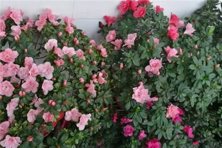 过年家里摆花寓意