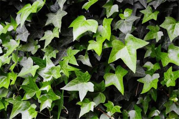 常春藤叶子长斑怎么办(常春藤叶子发白怎么回事)