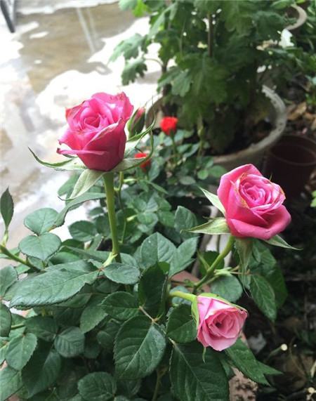 木本花卉秋季怎么扦插(秋季木本开花植物)