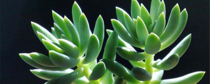 多肉佛手的养殖方法(多肉植物的养殖方法和注意事项)