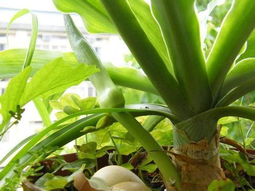 秋天花怎么养护