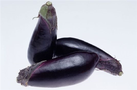 茄子的病虫害图片及用药