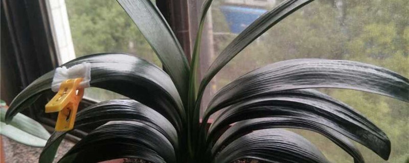 君子兰开花时间君子兰的花期(君子兰开花时间几月)