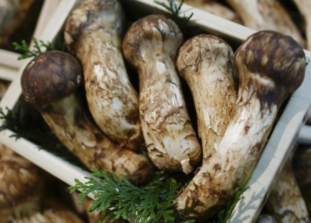 松茸可以放冰箱冷冻多久