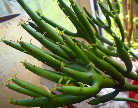 姬珊瑚能开花吗