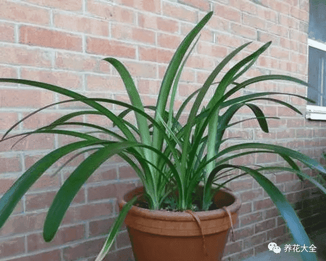 绿萝吊兰怎么种植