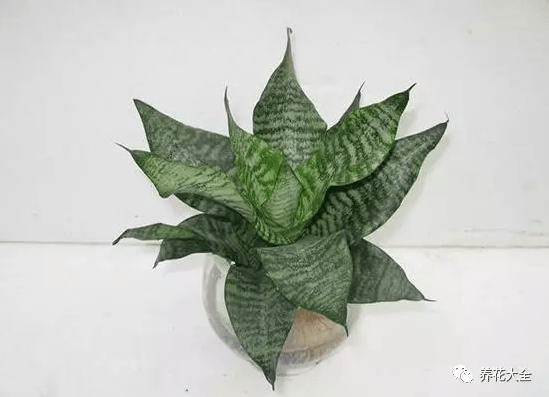 绿萝吊兰怎么种植