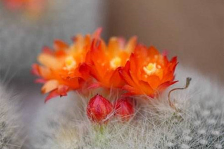 白雪光一年开几次花