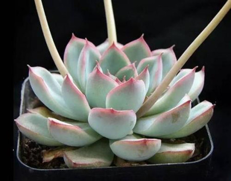 花月夜怎么浇水