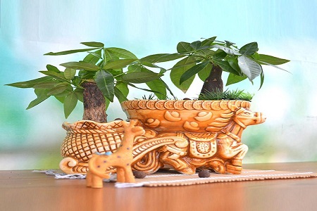 发财树水浇多了怎么办叶子发黄怎么挽救